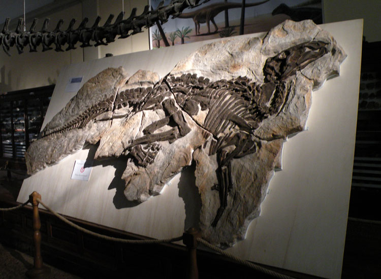 A Bologna c'' anche Ciro